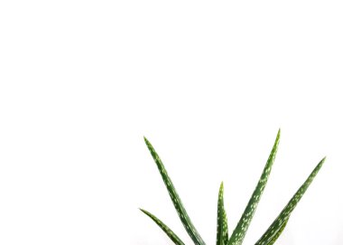 Aloe Vera beyaz arka planda. Vera Teyze beyaz arka planda tek başına bırakır. Aloe santrali izole edildi.