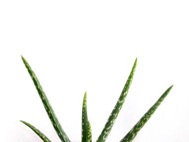 Aloe Vera beyaz arka planda. Vera Teyze beyaz arka planda tek başına bırakır. Aloe santrali izole edildi.