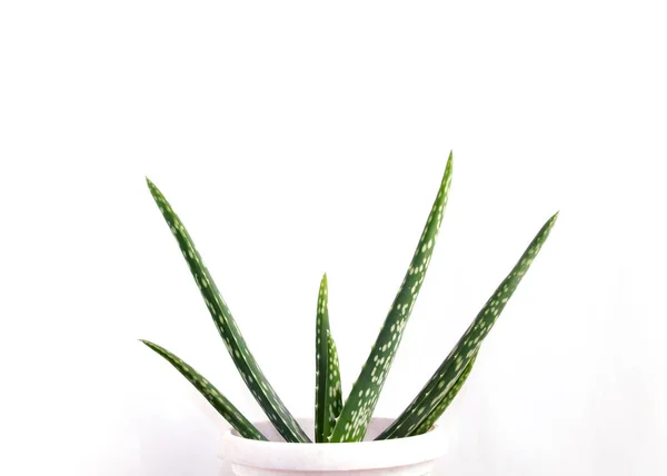 Aloe Vera Sobre Fundo Branco Aloe Vera Folhas Isoladas Sobre — Fotografia de Stock