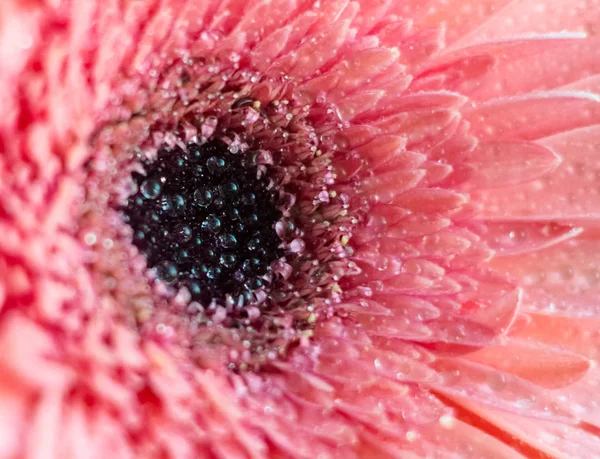 Zbliżenie Środku Kwiatów Różowej Gerbera Rumianku Kwiat Gerbery Różowej Kroplami — Zdjęcie stockowe