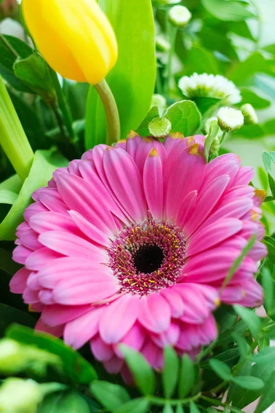 Çiçeklerin Pembe Gerbera Papatyalarının Yakın Çekimi Pembe Gerbera Çiçeği — Stok fotoğraf