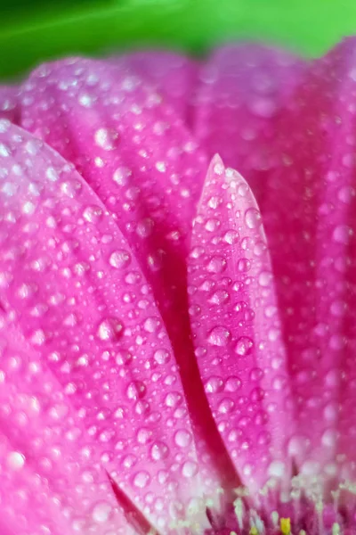 Zbliżenie Kwiaty Płatki Różowy Gerbera Stokrotki Kwiat Gerbery Różowej Kroplami — Zdjęcie stockowe