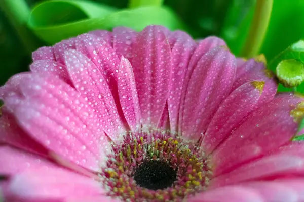 분홍색 데이지 꽃잎의 사진입니다 꽃잎에 물방울이 떨어지는 분홍빛 — 스톡 사진