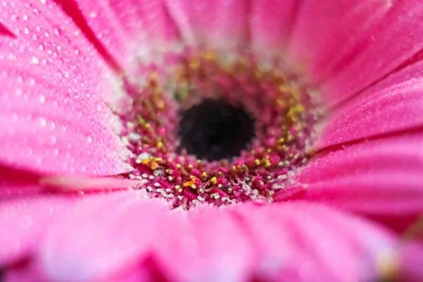 Zbliżenie Kwiaty Płatki Różowy Gerbera Stokrotki Kwiat Gerbery Różowej Kroplami — Zdjęcie stockowe