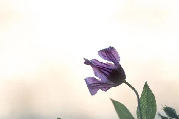 Close Clematis Roxo Clematis Roxo Bluebell Clematis Sino Clematis Jarro — Fotografia de Stock