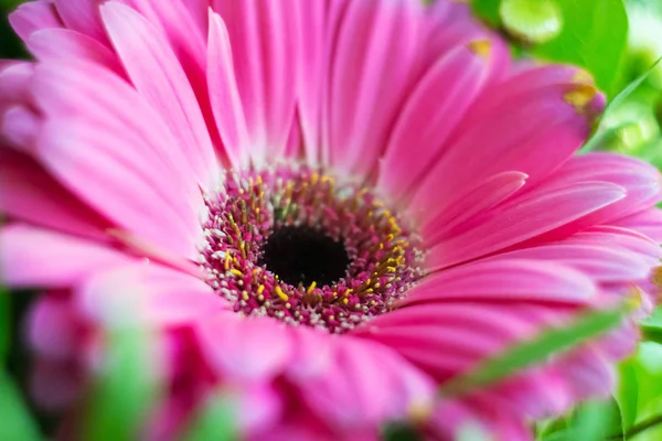 Çiçeklerin Pembe Gerbera Papatyalarının Yakın Çekimi Pembe Gerbera Çiçeği — Stok fotoğraf