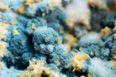 Laboratuvarda petri kabında yetişen küf. Makro penisilin kalıbı..