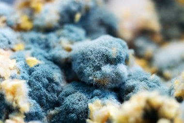 Laboratuvarda petri kabında yetişen küf. Makro penisilin kalıbı..