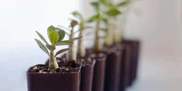 Seedlings Growing Group Green Shoots Growing Pots Green Seedlings Close — Stock Photo, Image