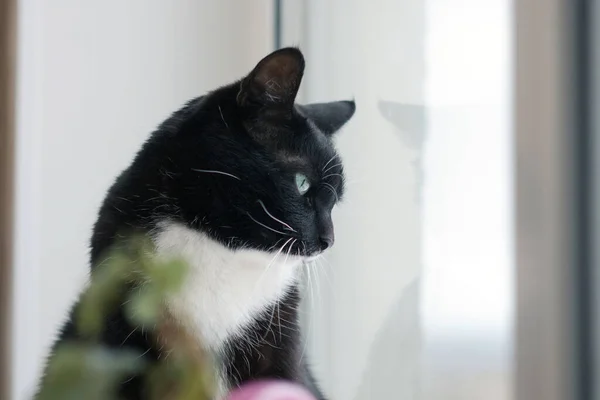 Gato Negro Con Ojos Verdes Mira Por Ventana —  Fotos de Stock