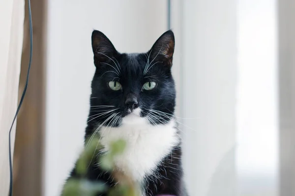 Gato Negro Con Ojos Verdes Mira Los Ojos —  Fotos de Stock