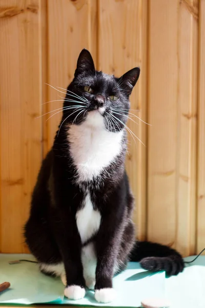 아름다운 용모를 고양이의 모습이고 가까이 모습입니다 귀여운 성인검은 고양이 수의학 — 스톡 사진