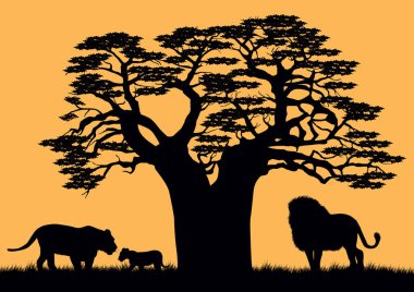 Bir aslan ve baobab yakınındaki bir dişi aslan.