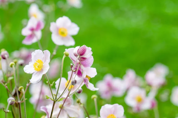 Blassrosa Blume japanische Anemone, Nahaufnahme — Stockfoto