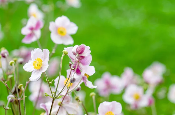 Halvány rózsaszín virág-japán szellőrózsa, a közeli — Stock Fotó