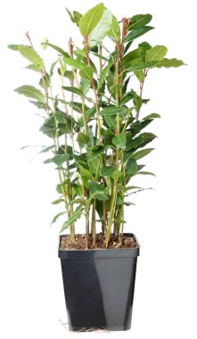Bay bush - Laurus nobilis