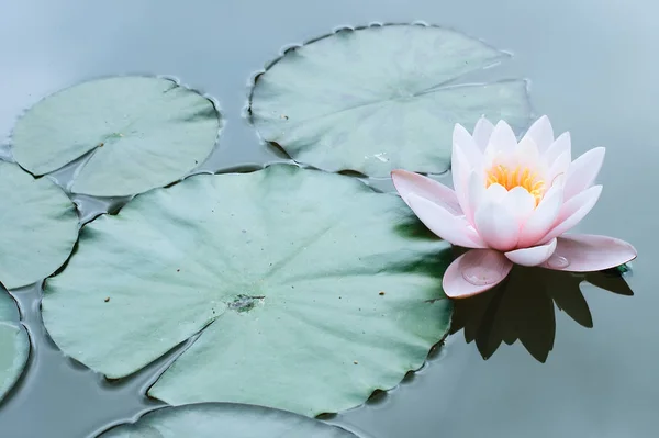 Lotus çiçeği veya pembe nilüfer makro tek çiçek