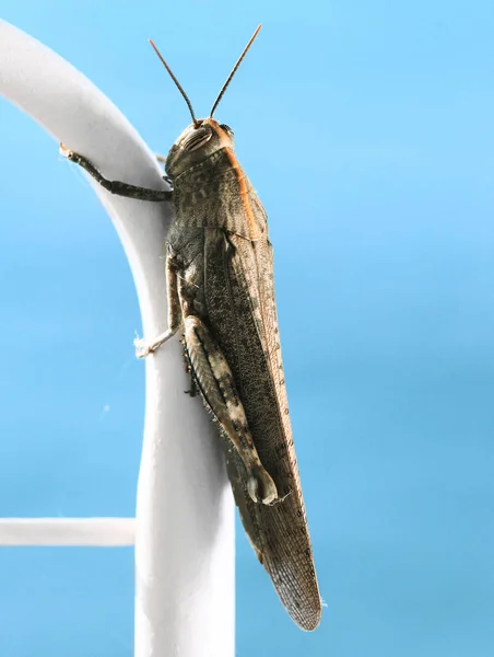 kahverengi çekirge böcek closeup