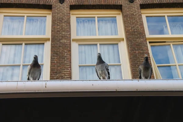 Palomas sentadas en el techo del edificio de ladrillo con ventanas —  Fotos de Stock