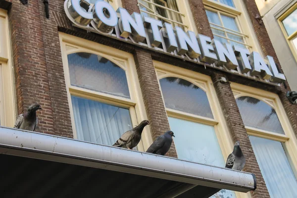 Pigeons sitting on the roof of Hotel Continental in Amsterdam — Stock Photo, Image