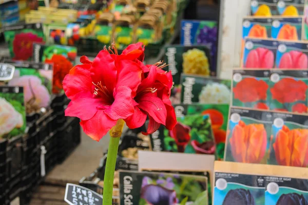 Loja de sementes de flores no centro de Amsterdã, Países Baixos — Fotografia de Stock