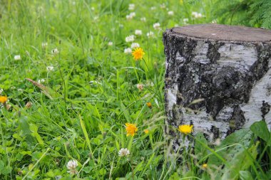 Yeşil çim ve kır çiçekleri arasında güdük