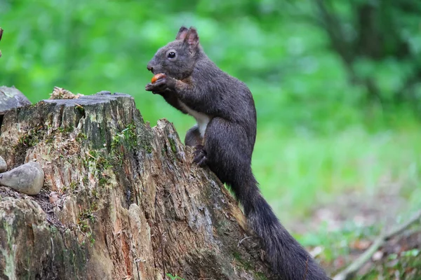 Μαύρο σκίουρος με παξιμάδι στο πάρκο της πόλης — Φωτογραφία Αρχείου
