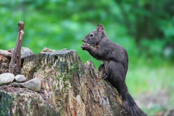 Scoiattolo nero con noce nel parco cittadino — Foto Stock