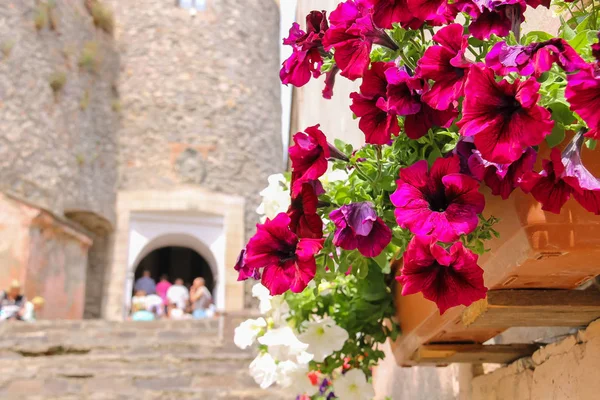 Petunias florecientes contra el telón de fondo del antiguo castillo. Mukache. — Foto de Stock