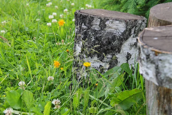 Kütükleri arasında yeşil çim ve kır çiçekleri