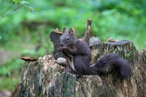 Zwarte eekhoorn met moer in het stadspark — Stockfoto