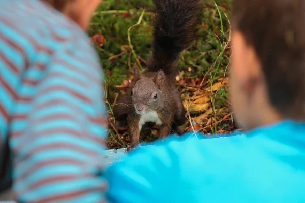 Zwei Jungen betrachten rotes Eichhörnchen im Stadtpark Stockbild