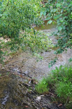 Forest park içinde ağaçlar arasında dar creek