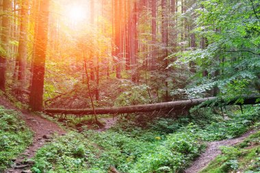 Güneş ışığı altında yaz ormandaki düşmüş ağaç