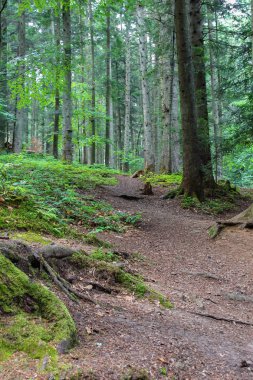 Karpatlar ormanda yaz