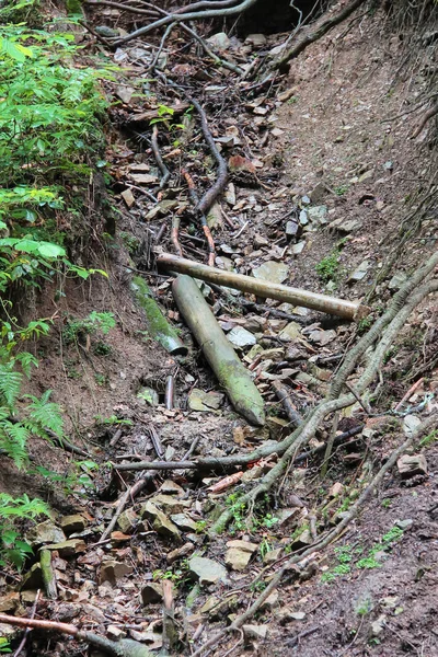 Сухие ветки и бревна на лесной земле — стоковое фото
