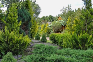 Dekoratif arbor ile iğne yapraklı Bahçe