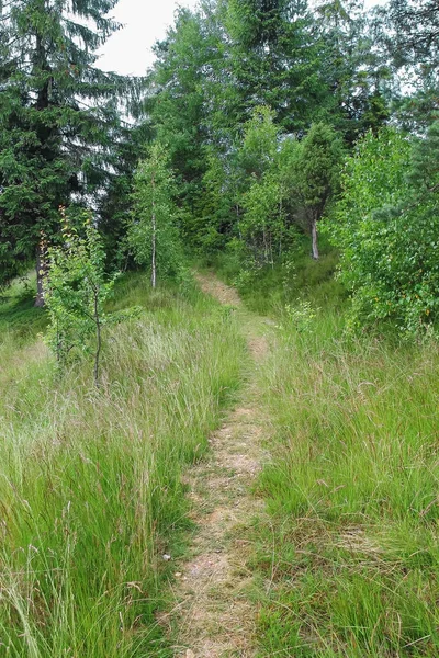Caminho pisado na encosta da montanha arborizada — Fotografia de Stock
