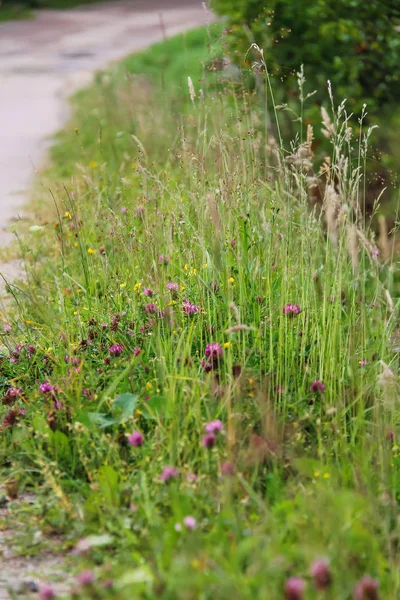 Wilde bloemen in de zomer stadspark — Stockfoto