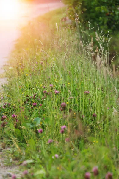 Wilde bloemen in stadspark in zonlicht — Stockfoto