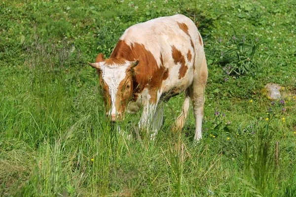 White-and-red calf on summer meadow — Stock Photo, Image