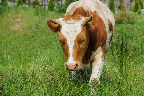 White-and-red calf on summer meadow — Stock Photo, Image