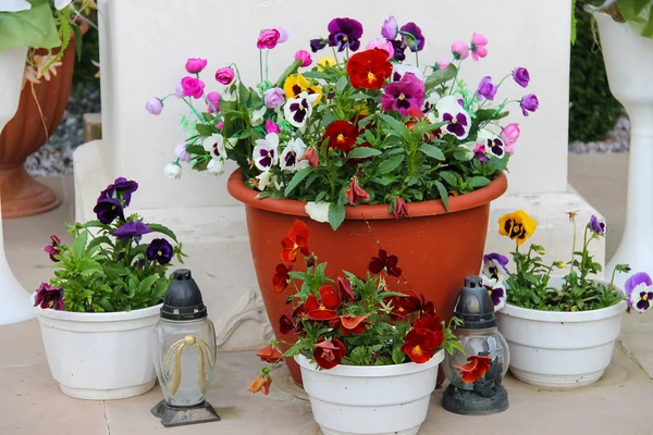 Fleurs décoratives en pots et petites lanternes en verre — Photo