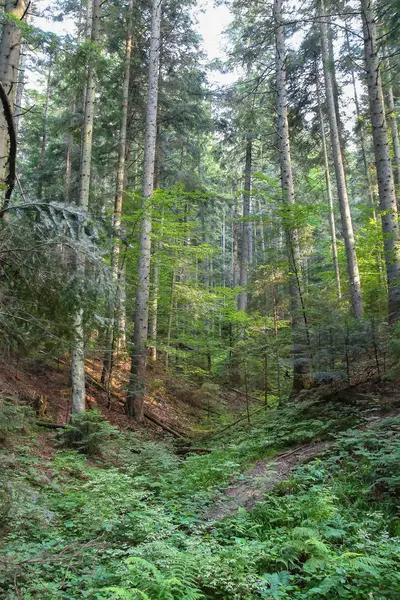 Sommaren skog i Karpaterna — Stockfoto