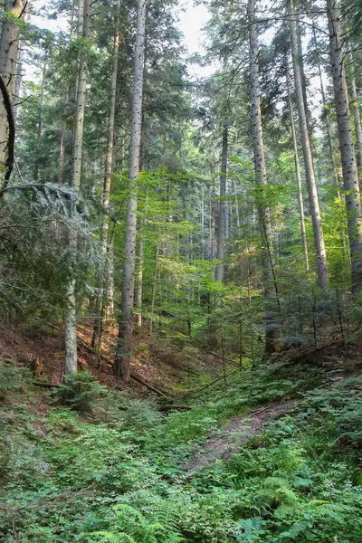 Karpatlar ormanda yaz — Stok fotoğraf