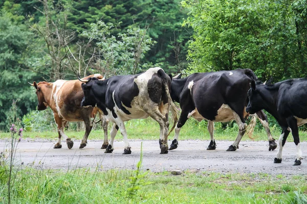 Kudde koeien op een landweg — Stockfoto