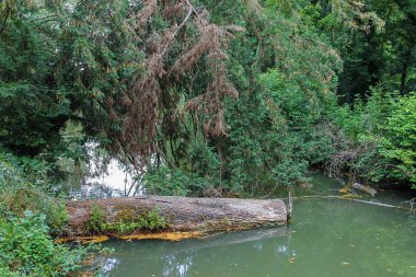 Düşmüş önemsizden günlüğüne