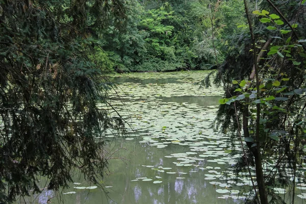 Жовті водяні лілії в парковому ставку — стокове фото