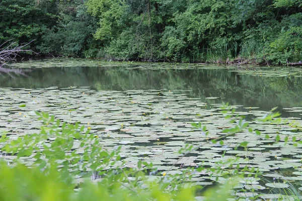 Жовті водяні лілії в парковому ставку — стокове фото