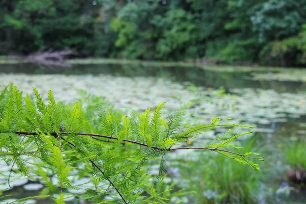 Гілка дерева на озеро — стокове фото